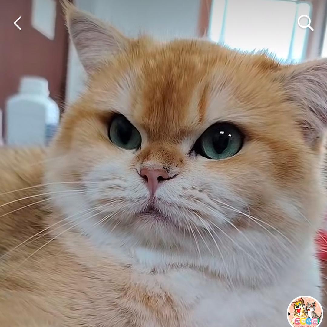 金条小老妹