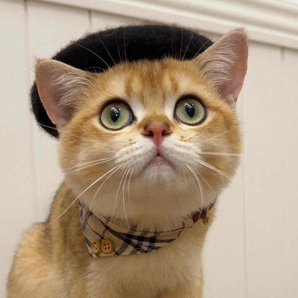 志刚是只猫