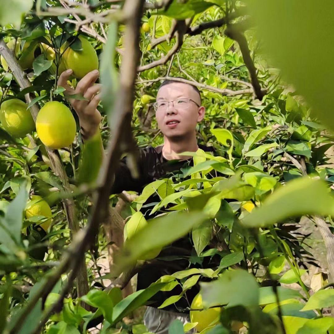 平儿哥
