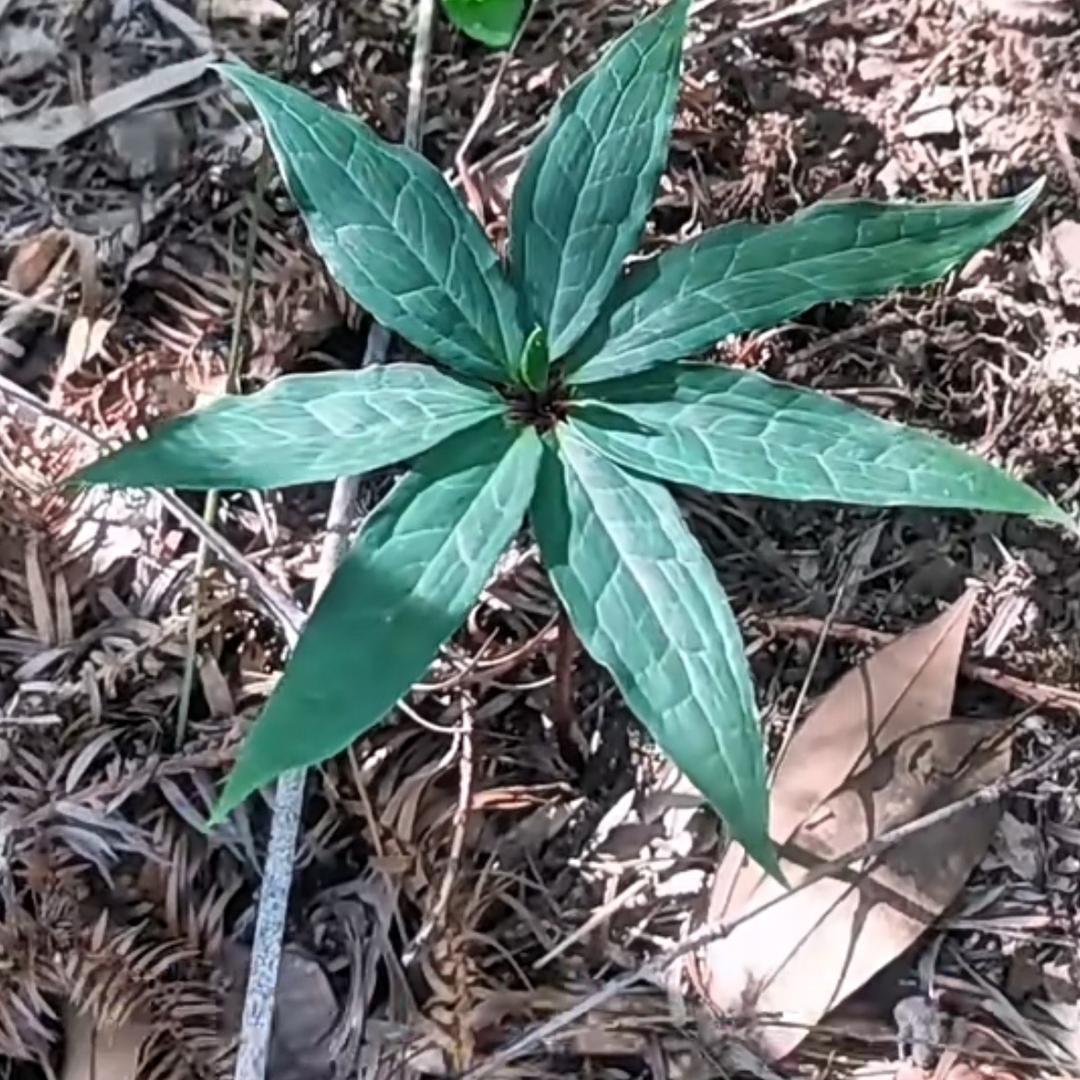 善良珍韦兰秋