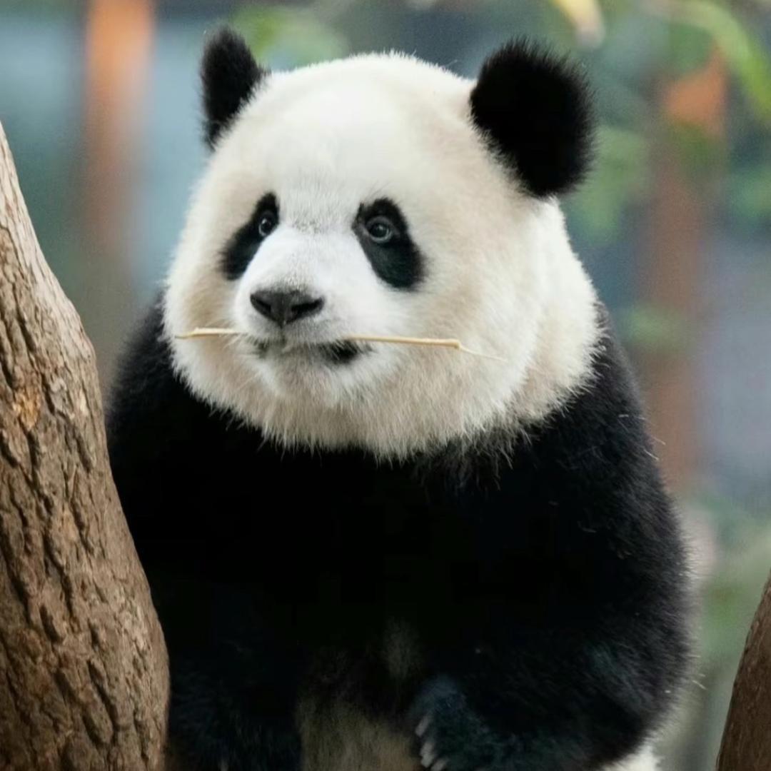 小猫稀哩呼噜🇨🇳