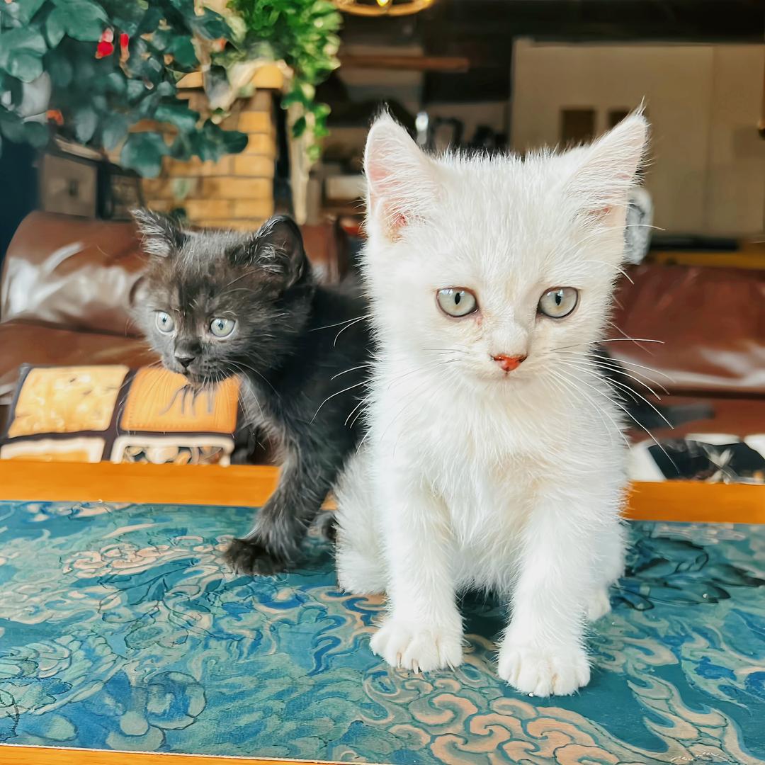 一枕悠然·宠物日常