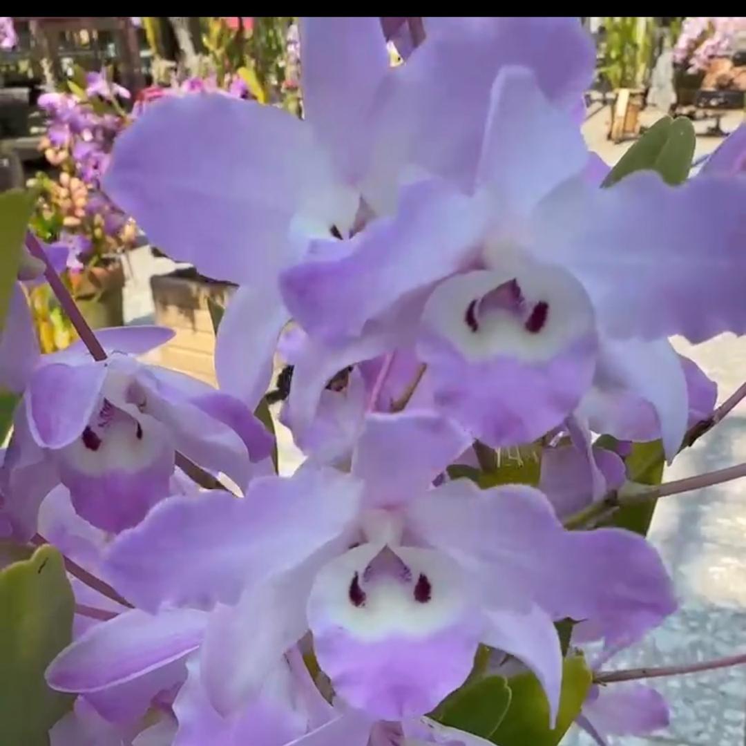 草鱼先生《斛之约》花卉种植园