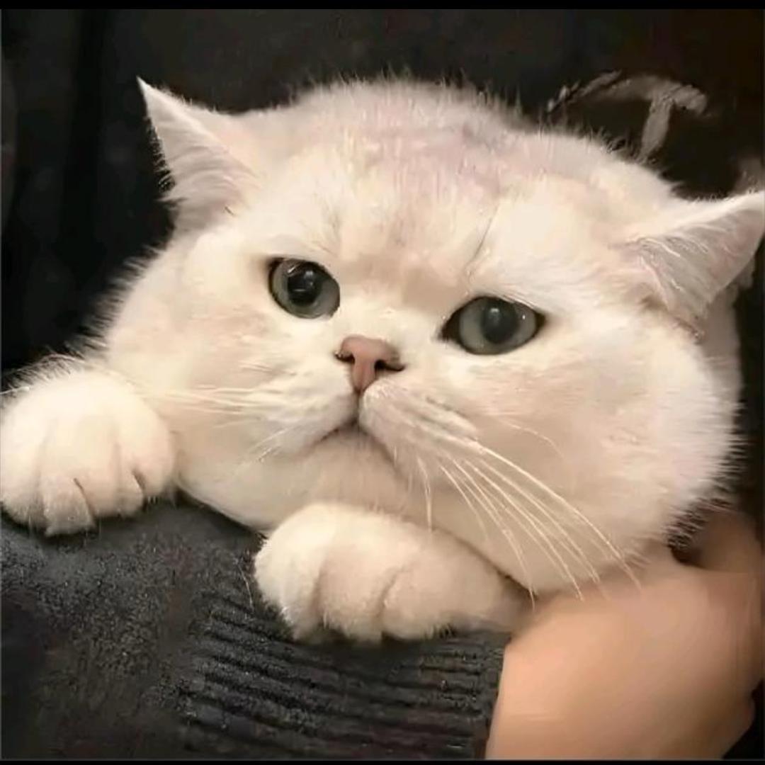 汤圆✨