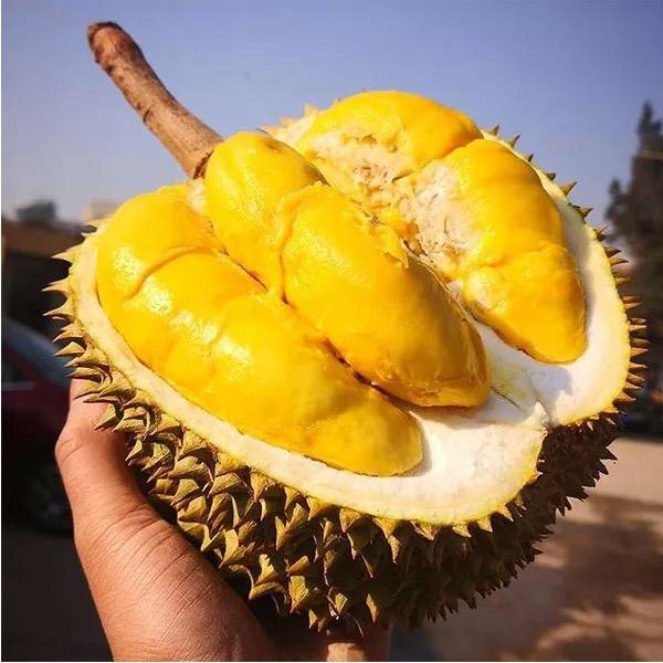 缘 金枕榴莲