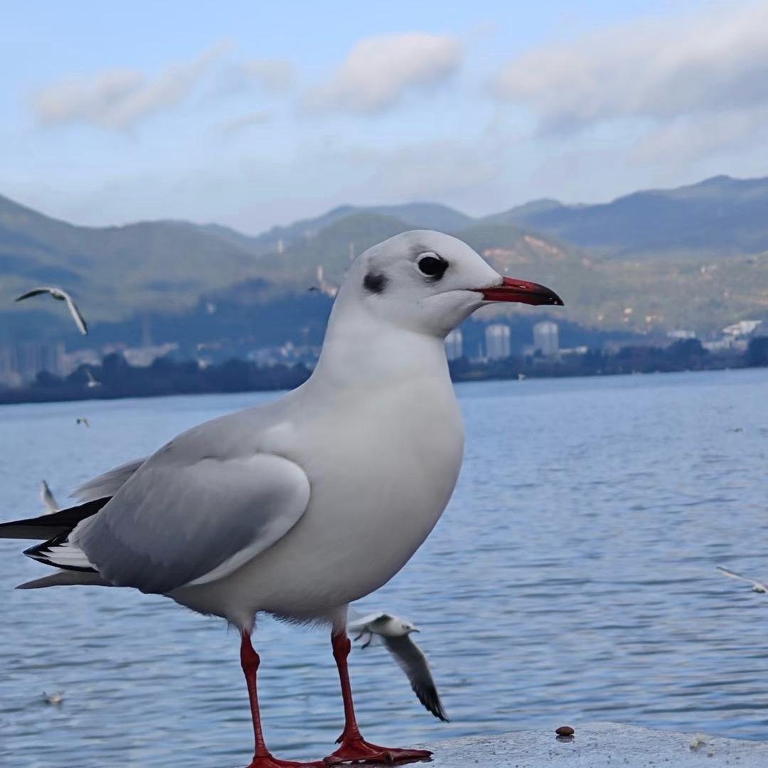 AAA田东钢筋批发