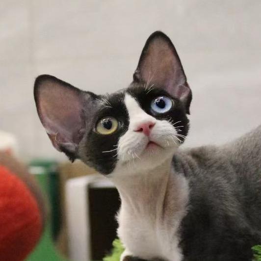 济南糖姐家德文猫