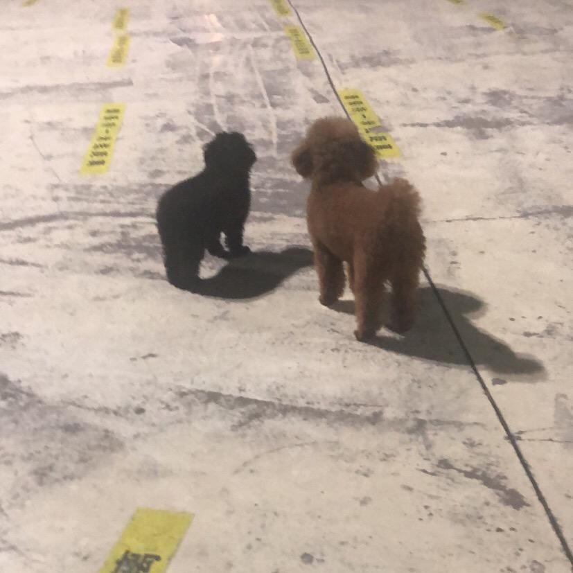寻找爱犬（皮皮）