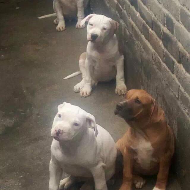 比特犬精神168