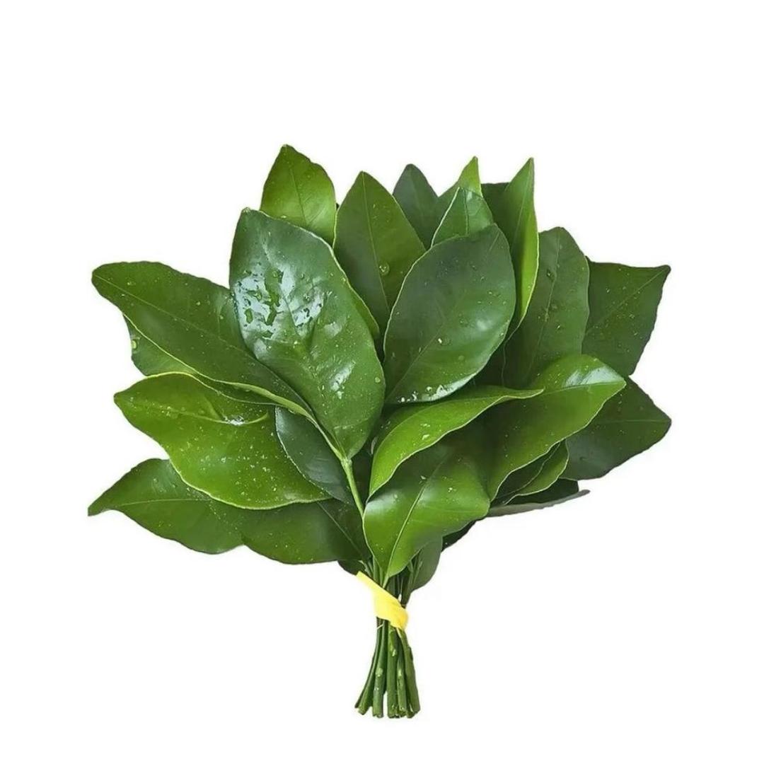 时西博