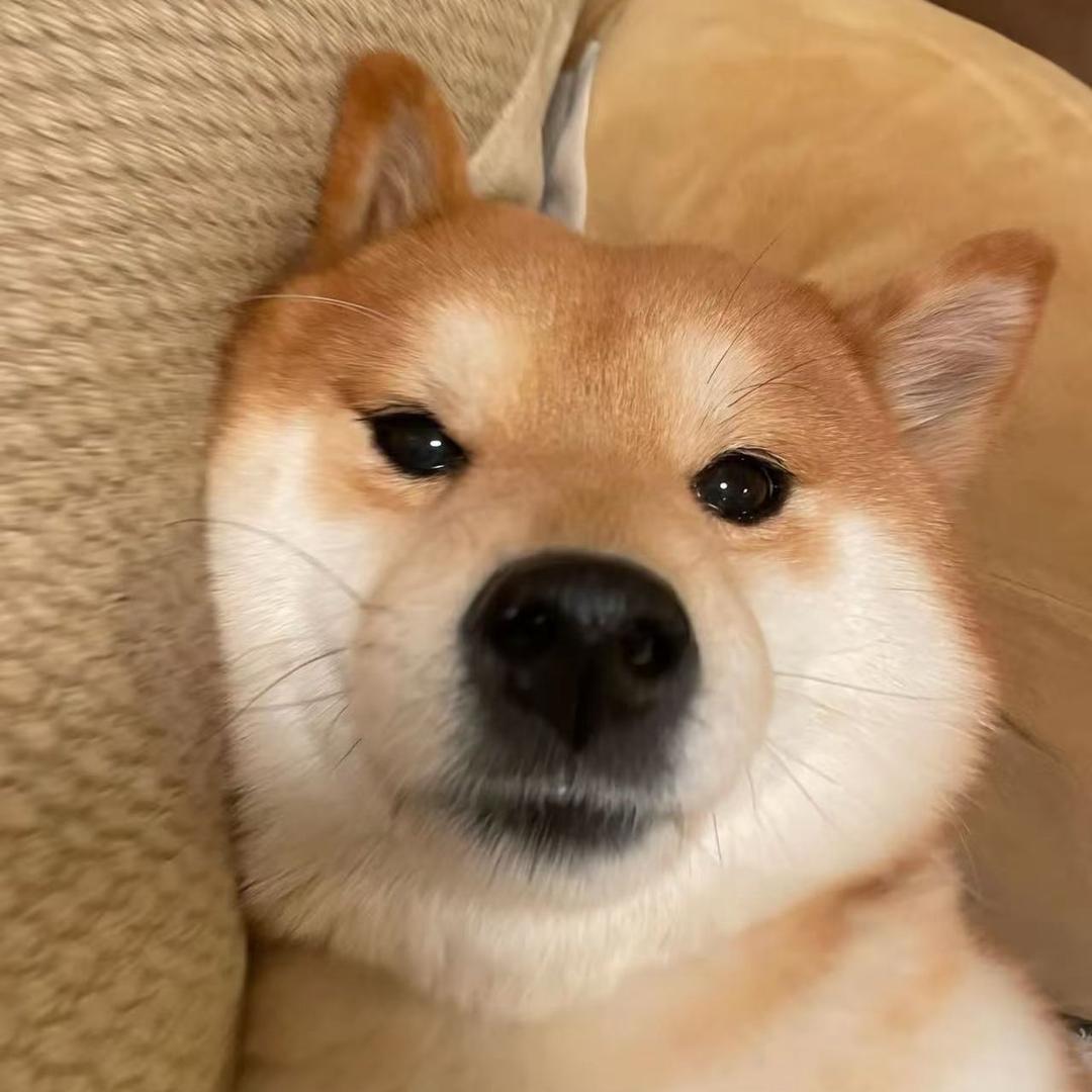 鱼头的univ
