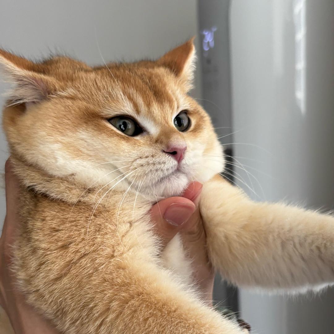 屁话大王