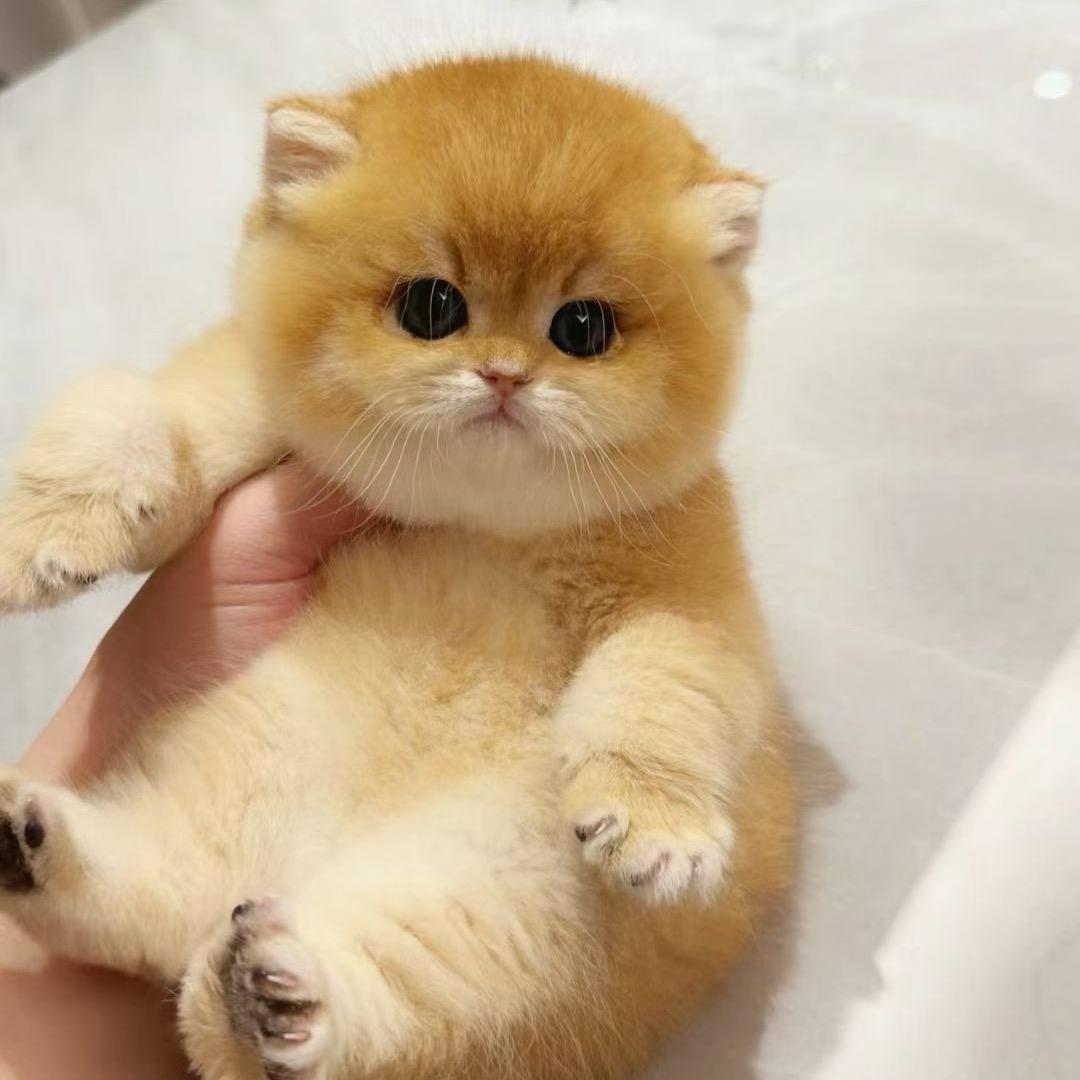 吉林市吉祥猫舍