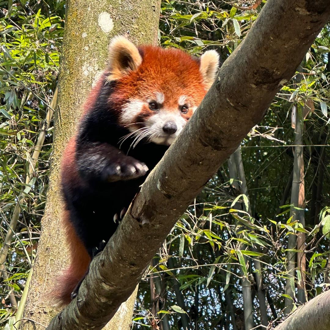 楠楠