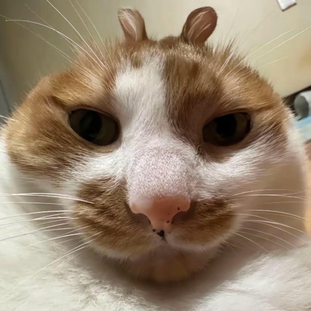 z不会