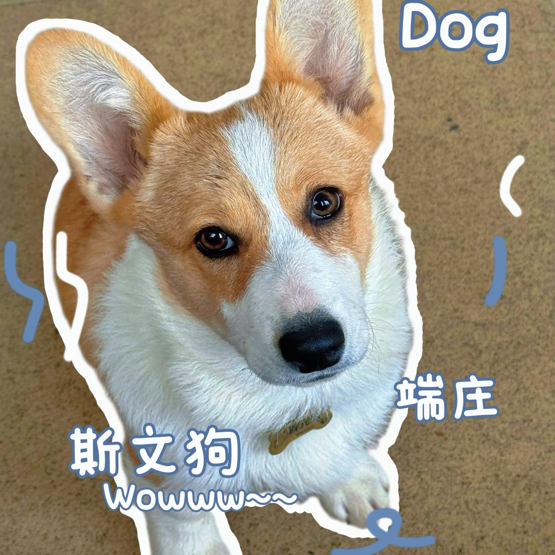 元宝是柯基吖（姓氏胖）