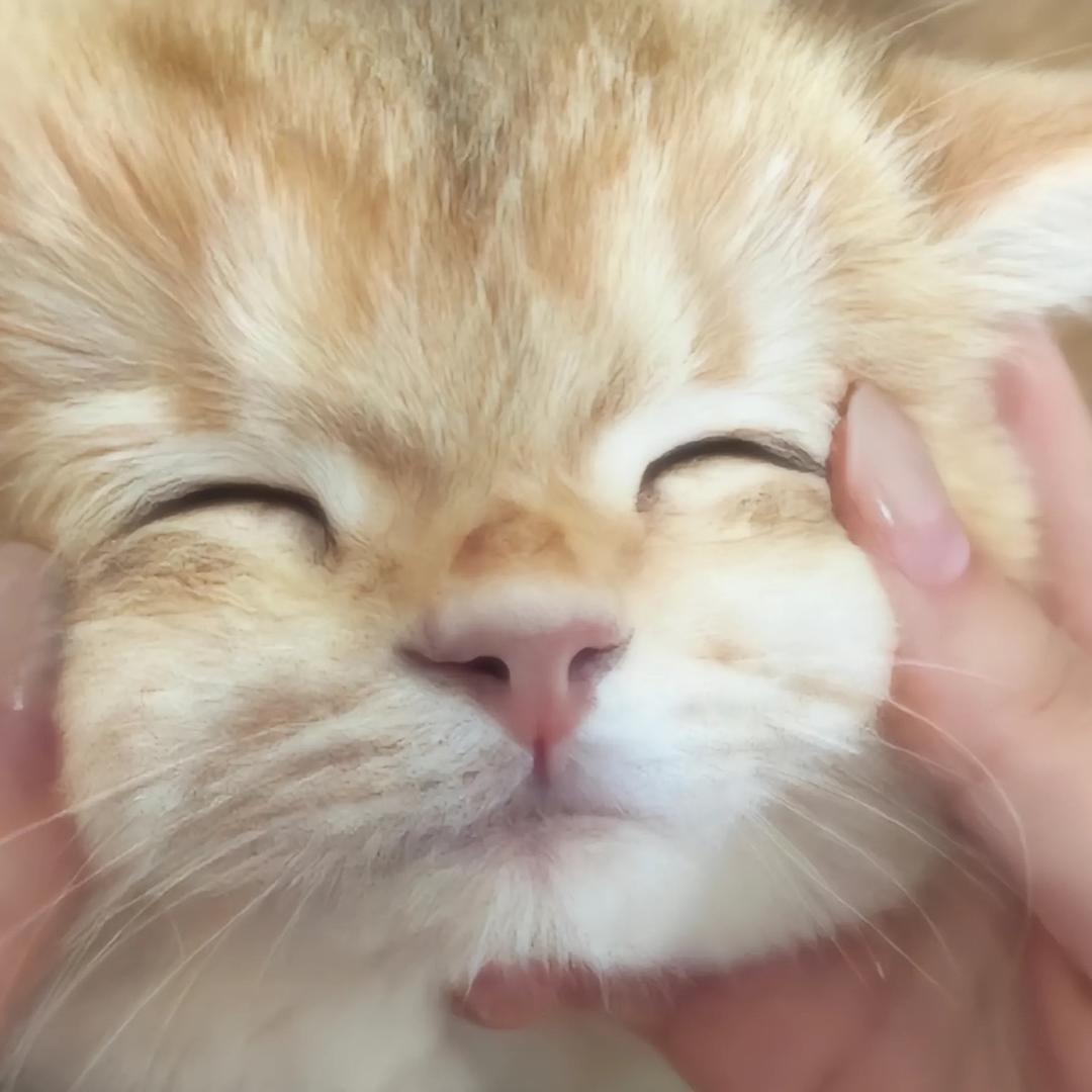 秋初