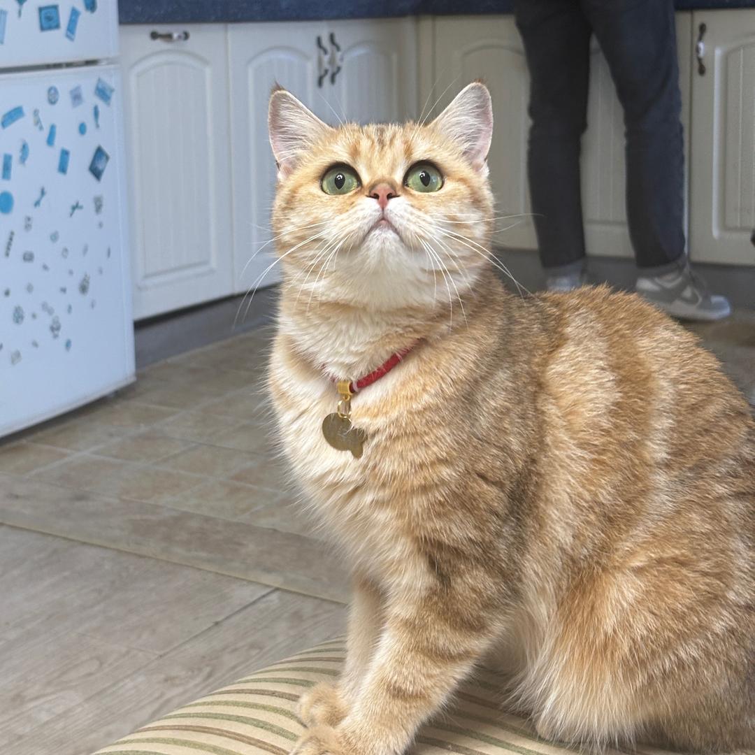 柒柒的萌猫日记