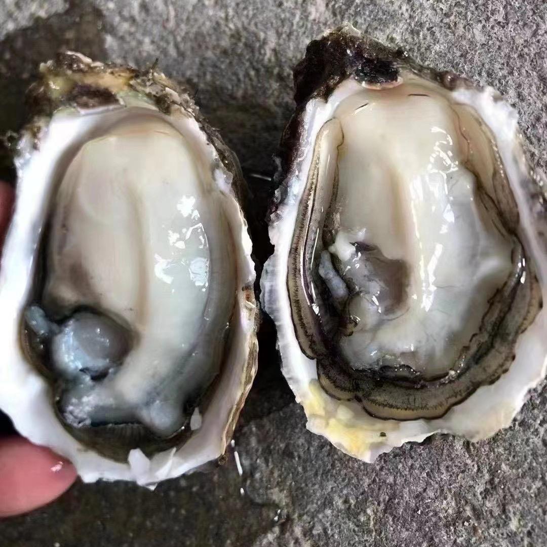 饶平县蚝米米水产品商行
