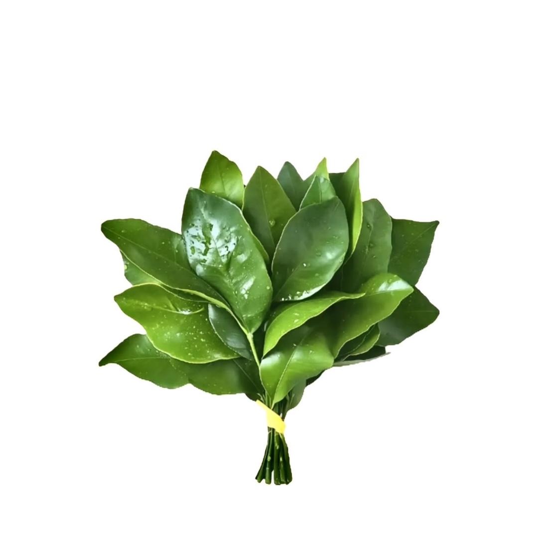 爱吃番茄的小王🍅