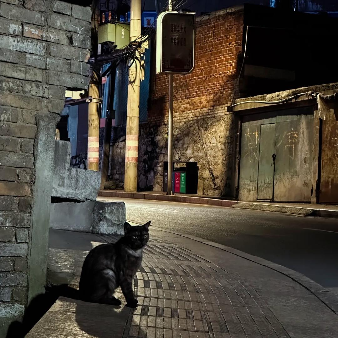 _ 巷子里的猫.