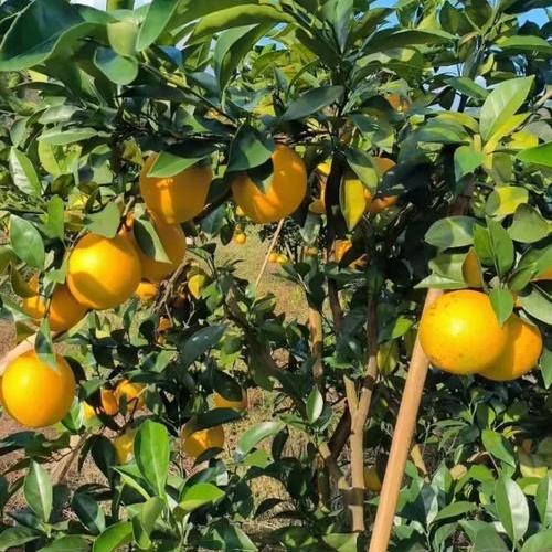 而典商贸好货店