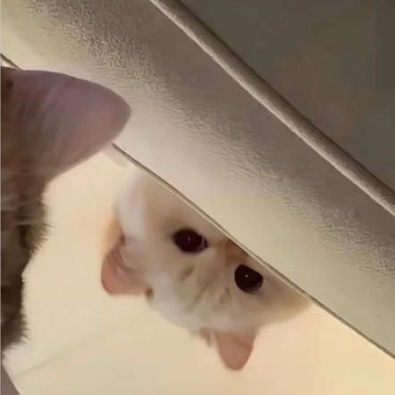 Woejy