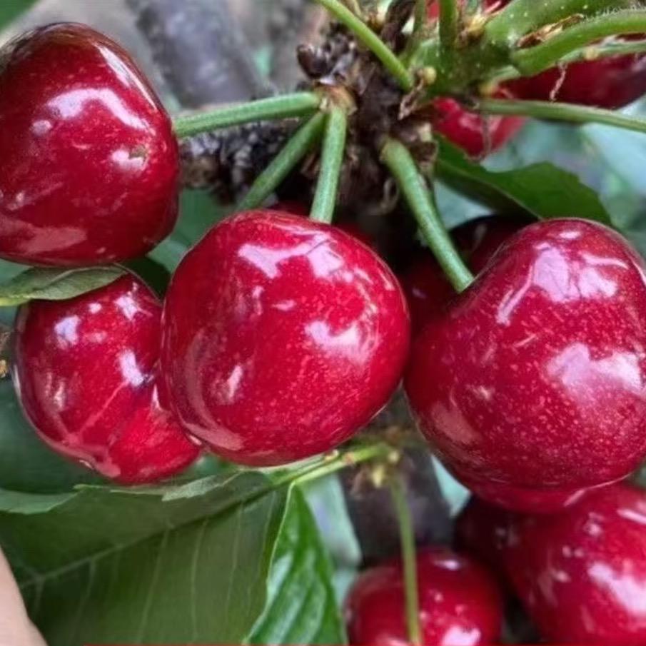 铭珂花卉坊