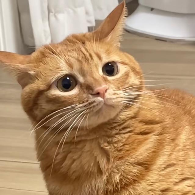 邹大豆酱