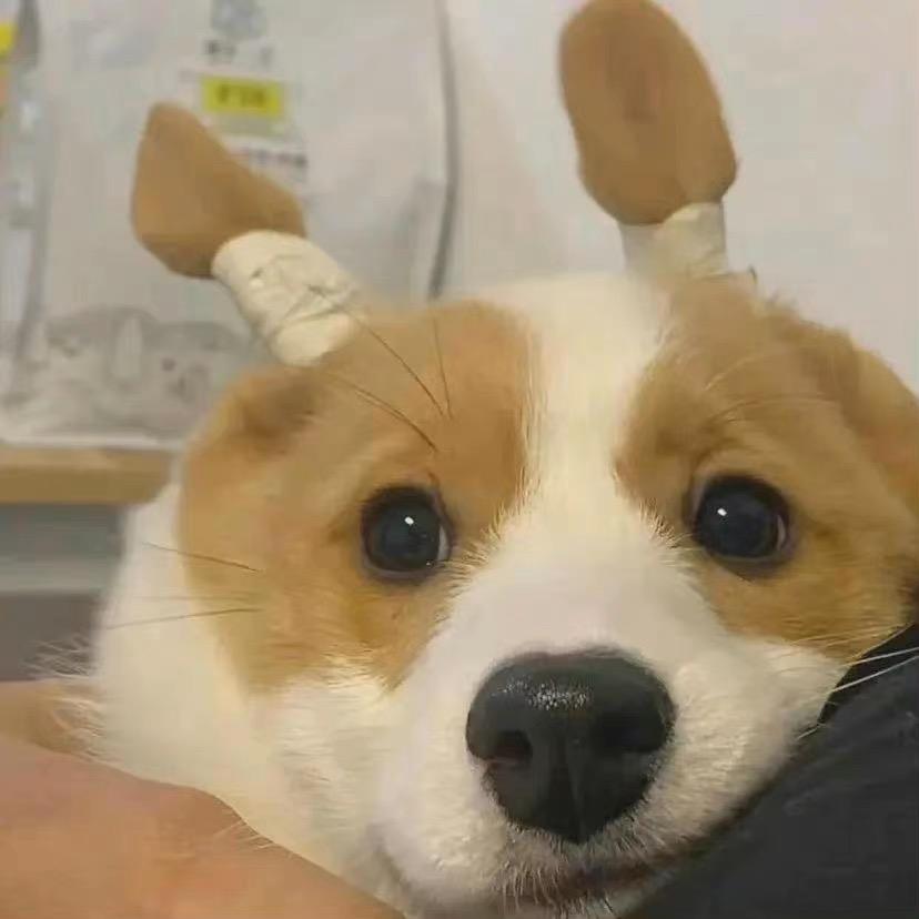 嚯