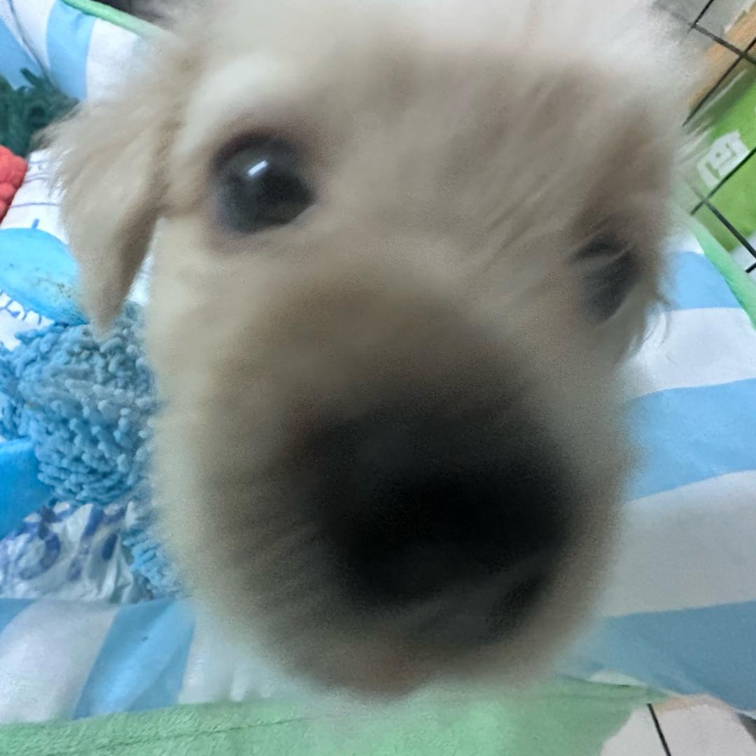 小狗米尼