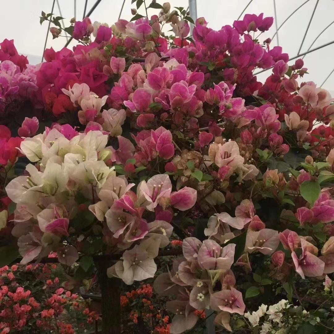 燕玉花卉商行
