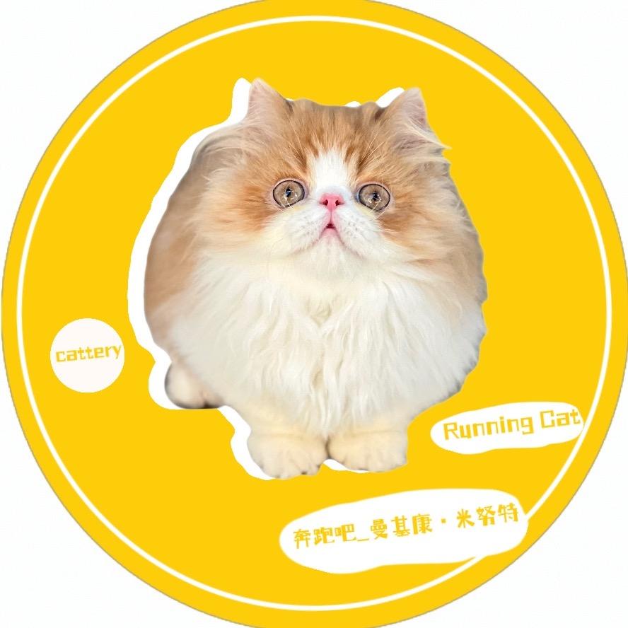 奔跑吧_曼基康.米努特矮脚猫舍