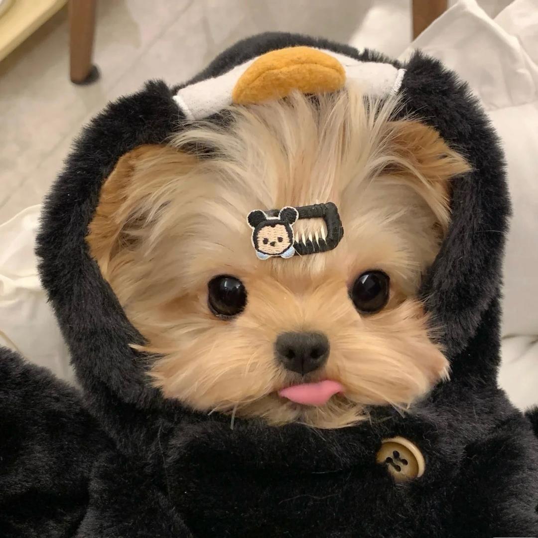 养比熊的小鱼