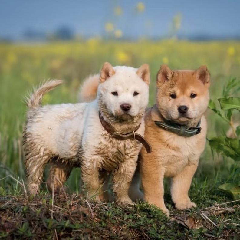 柳州市小刚田园犬