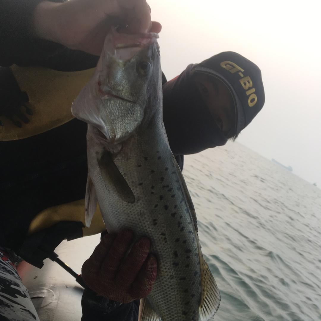 大辉狼路亚