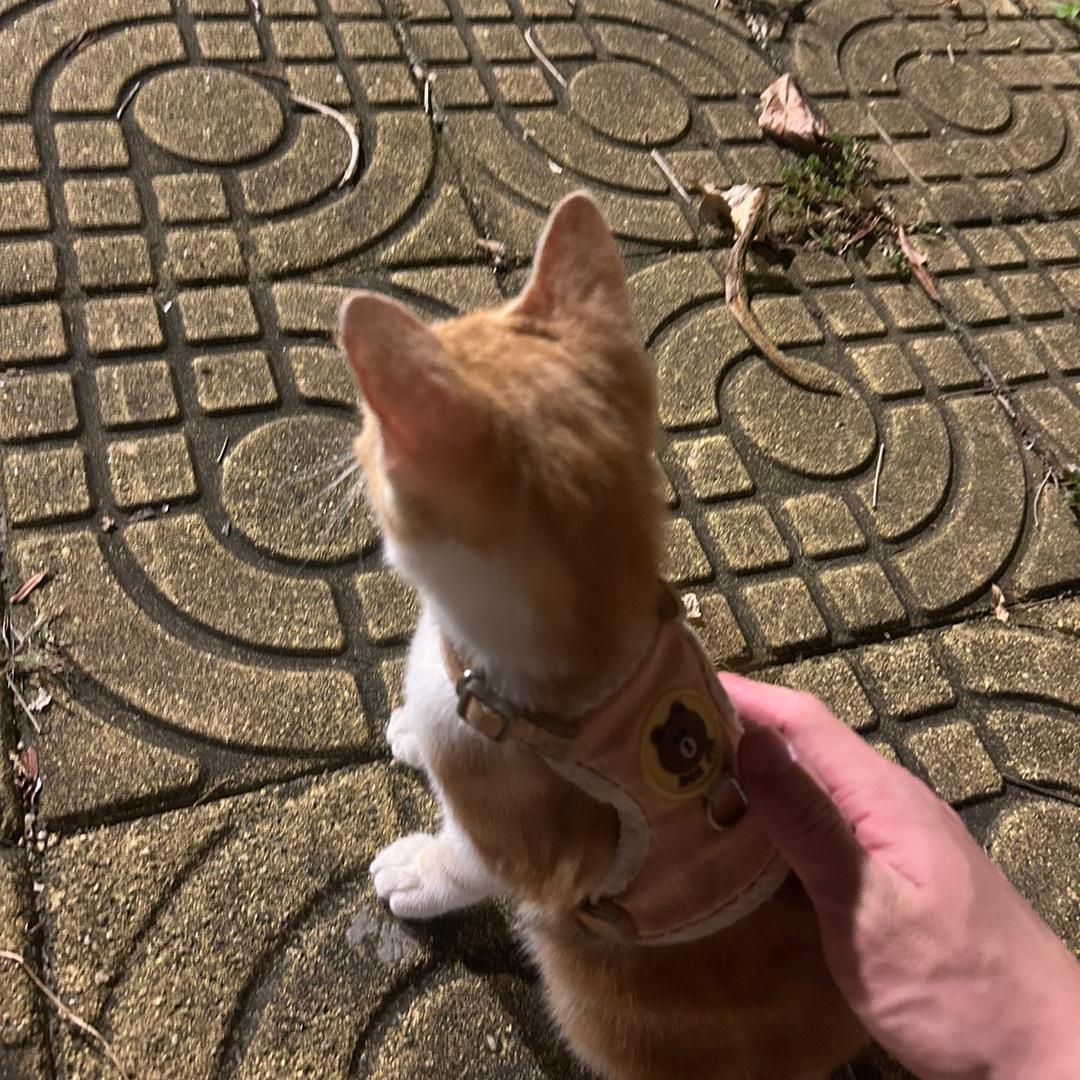 cc成