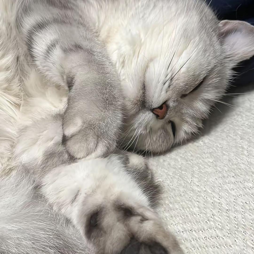 零肆壹壹