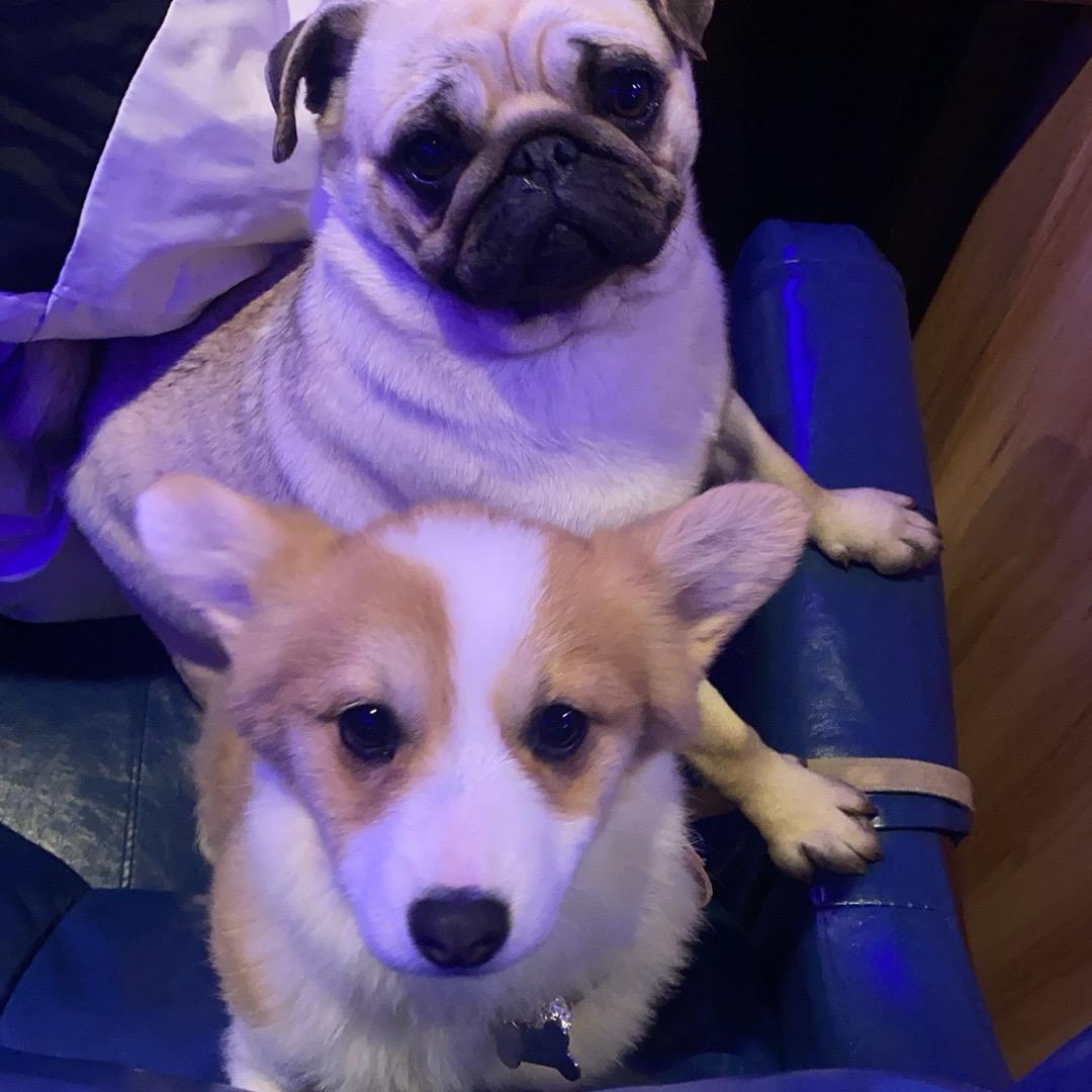 狗市最实诚的男人