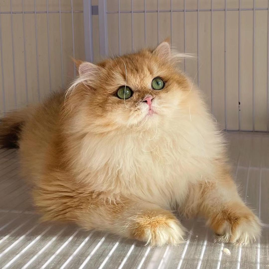 小吕的🐱