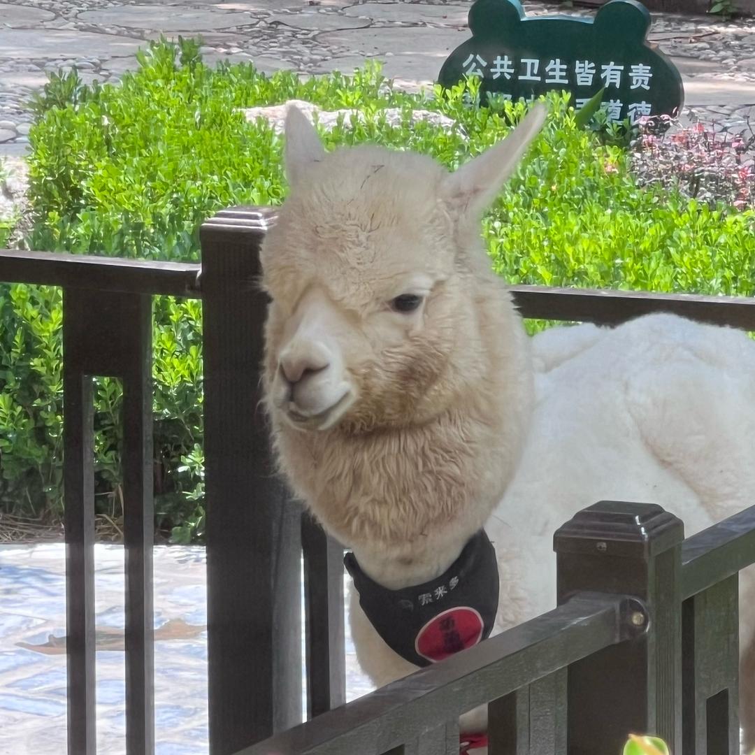 肉松头像