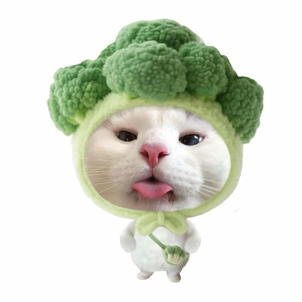 笨笨狗（努力涨粉中）