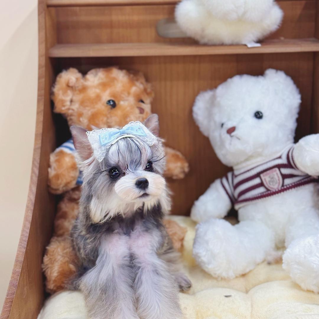 柚家•雪纳瑞🐾