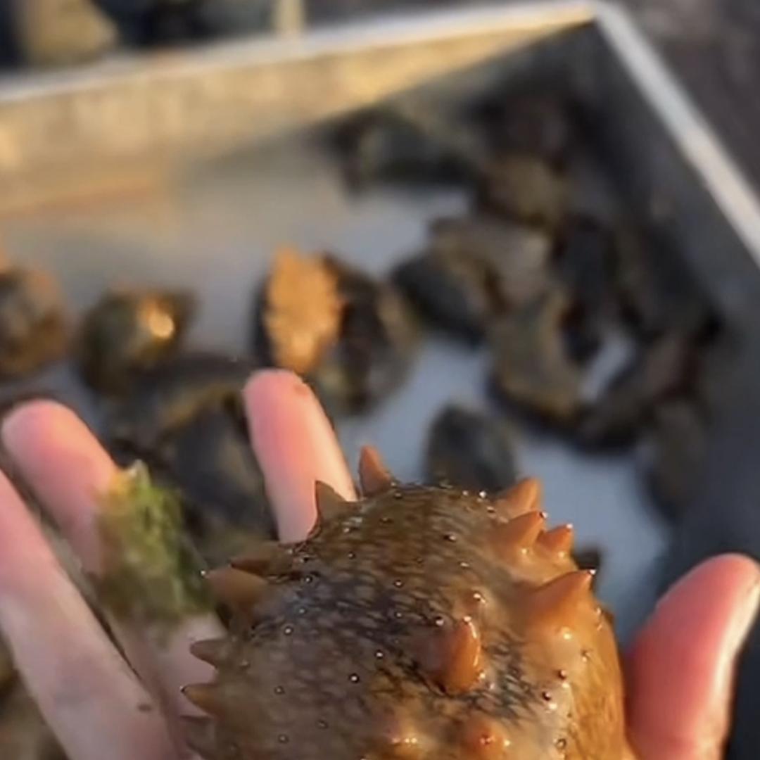 浩诚海参