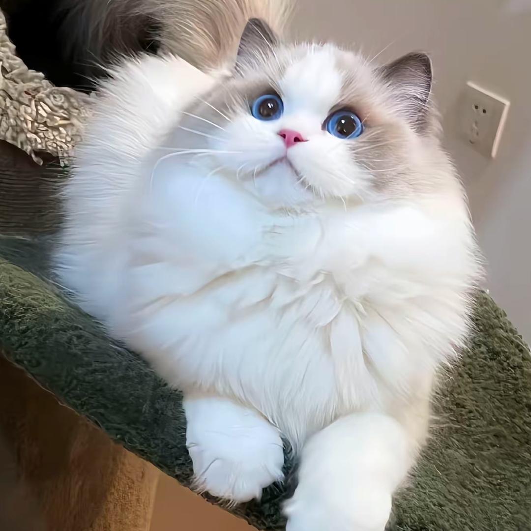 狗的猫宁