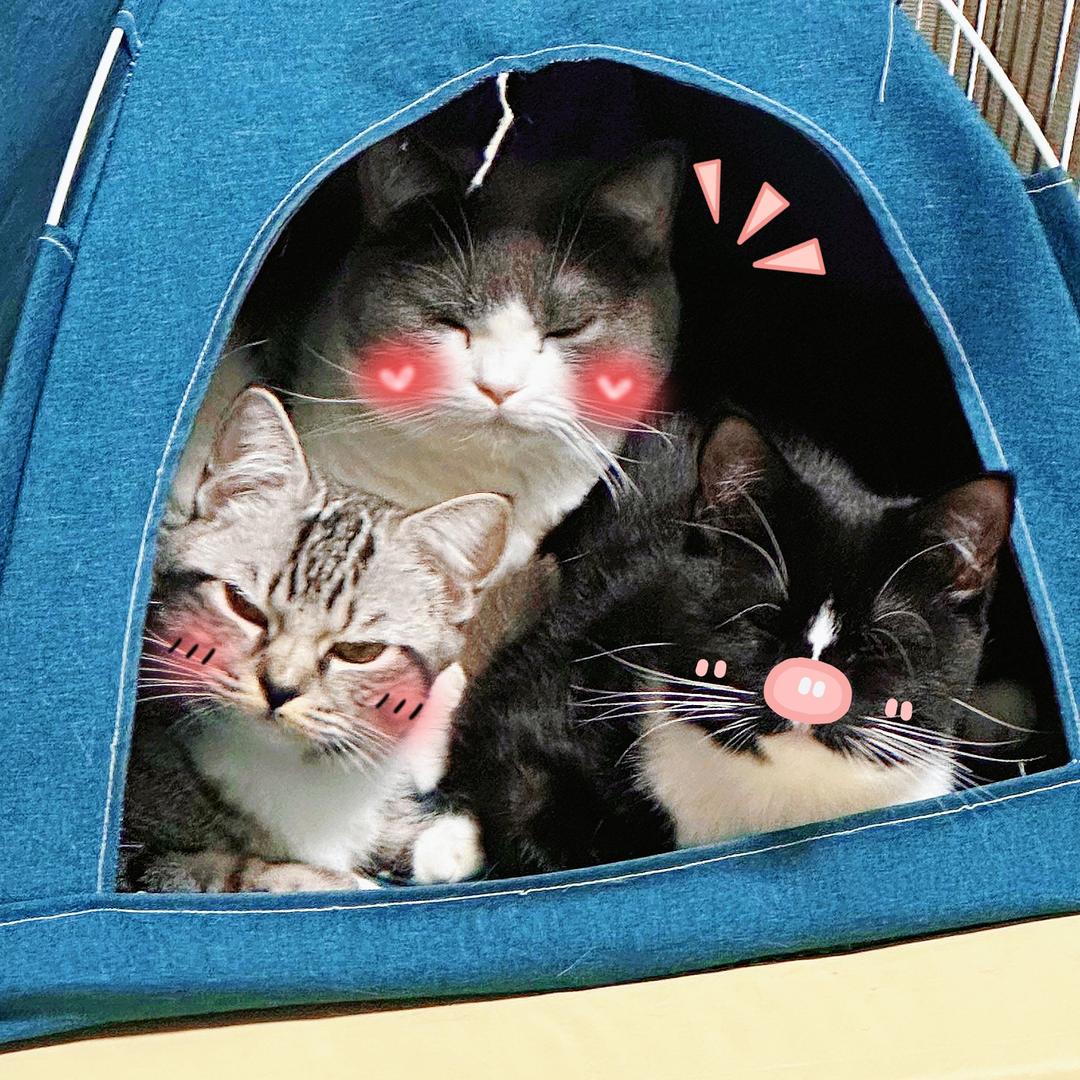 许小鱼鱼鱼🐱