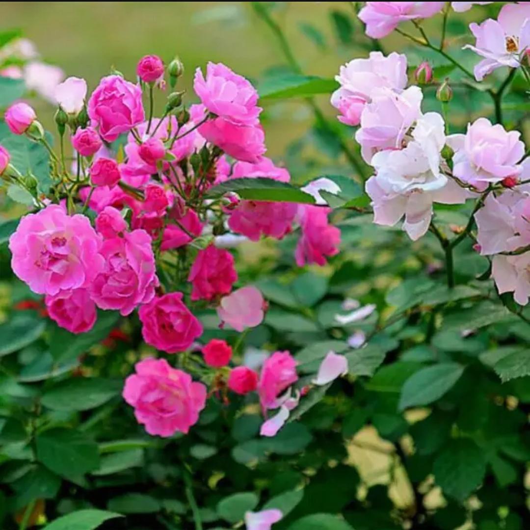 荷塘月色💐