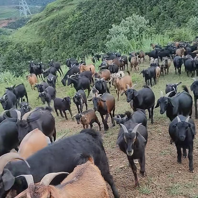 泽珑养殖公司小李