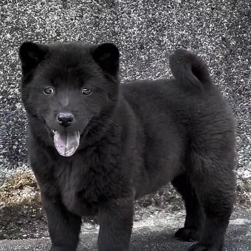 代寻高端中华五黑犬