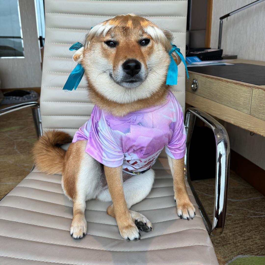 旺旺又饿了